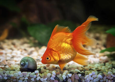 British Woman Looks for Lost Goldfish 'Dave'