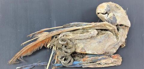 Mummified Parrots Throws Light on Atacama Desert