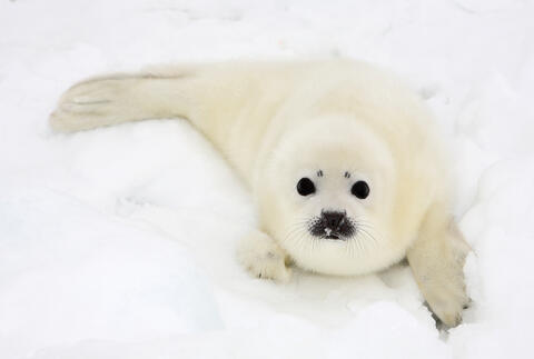 Baby Seal 'Petted to Death' on a Russian Beach