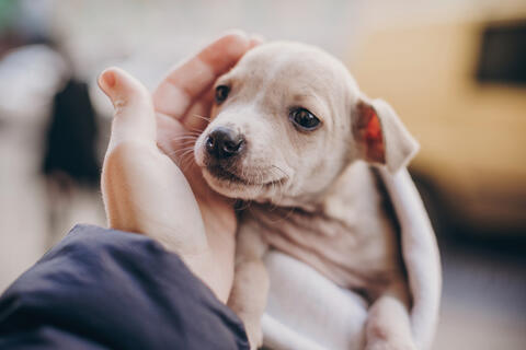 Meet The Hijabi Who Runs a Stray Dogs Shelter