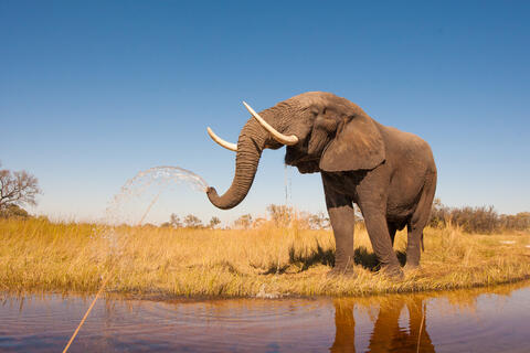 If You Want to See Baby Elephants They Are Booming in Mount Kilimanjaro