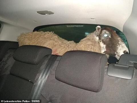 Driver Who Crossed a Red Light Turns Out to be a Sheep!