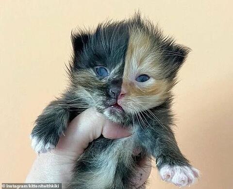 She is a Stunner: Orphaned Kitten With a Two-toned Face!