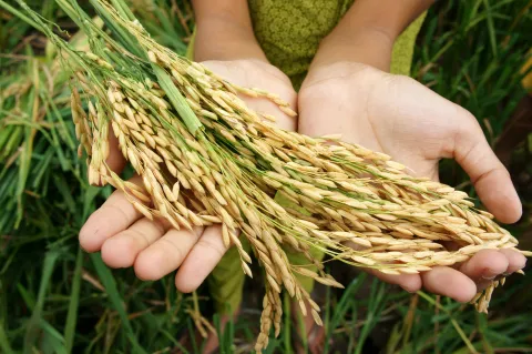 What Challenges Are Facing Food Security in the MENA?