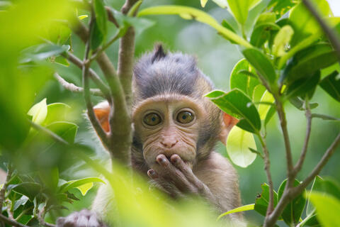 Two Robbers Who Trained Monkeys to Steal Cash From Victims Arrested