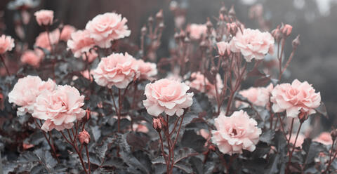 Pink Roses in Saudi Gardens Wait For Spring 