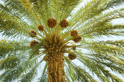 Turkish Initiative Underway to Plant Trees in Arid Somalia