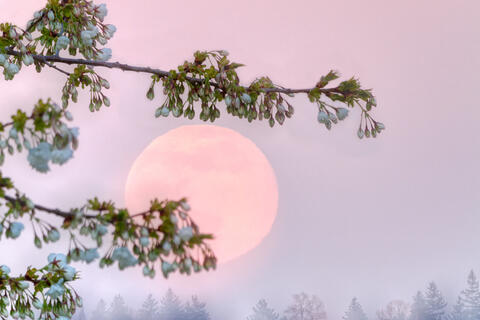 Super Blood Moon is Coming Next Week!