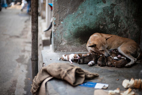 Turkey: Patilikoy is a Shelter For Rescue Stray Animals in Need