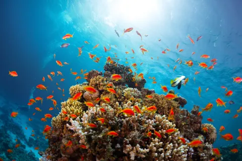 Poll: World Population Say Climate Change Constitutes 'Global Emergency'