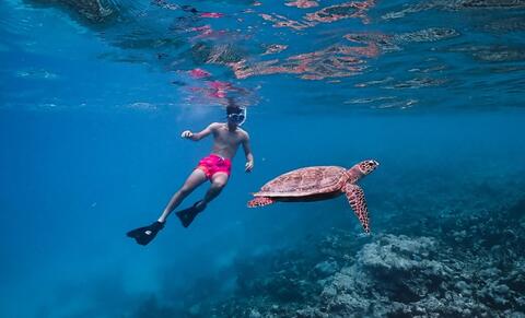 Two of The World’s Rarest Turtles Return to Saudi Habitat 