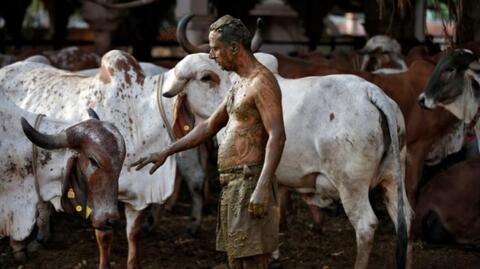 Watch: Cow Dung Hurling Ritual in India's New Year Fest