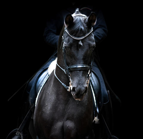 A Horse Master Hopes His Stallions Soon Will Return Hollywood Movie Sets in Morocco 