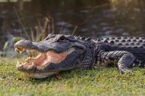 What is This Alligator Doing in The Florida Fire Station?