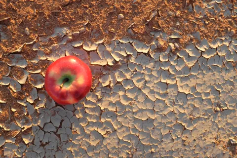 Why is Turkey Afraid For Its Food Security? 
