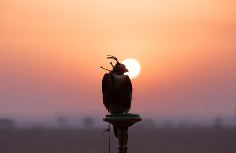 The Arab World is a Stop-over for Billions of Migrating Birds