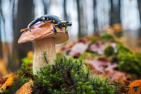 Biodiversity Remains The Answer to Many Human Questions
