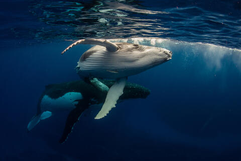 Gulf of Mexico: Whales Make The Sea Blue. Protect The Rice Mammal 