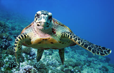 Sea Turtles Travel a Dangerous Journey Amid Environmental Pollution