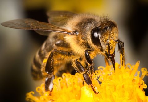 Dad Ties Son to a Pole, Covers Him in Honey to Attract Bees as Punishment!