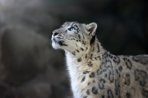 Can We Save The Snow Leopard of The Himalayas?