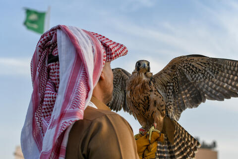 Falconry: An Expensive Hobby Going Back to Millennia