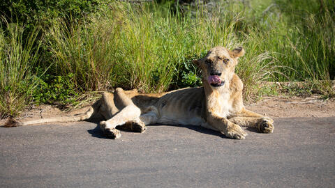 Hilarious Video: Male Lion Gets Rejected by a Lioness