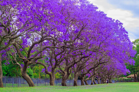 Saudi: 25,000 Jacaranda Trees Splash Color in Abha 