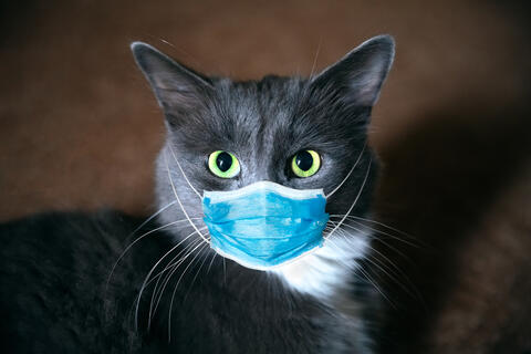 If You Catch Covid Don't Go Near Your Pet Cat or Dog!