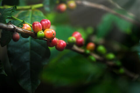The Saudi 'Coffee Trees' Go up to 400,000 