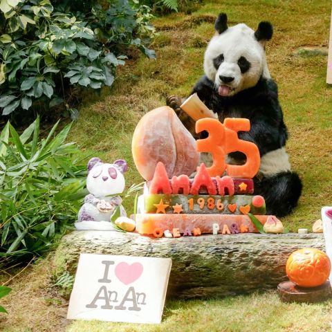 Viral - A Panda Birthday Party! Parents Decide to Copy The Chinese 