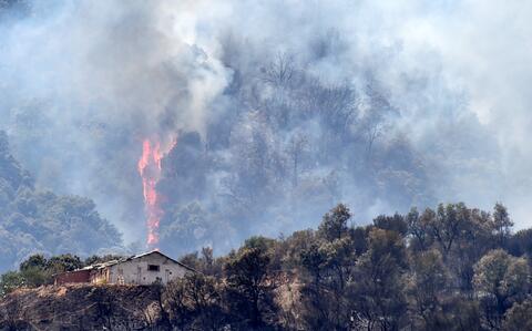 Forests Turn to Ash as Wildfires Continue Globally