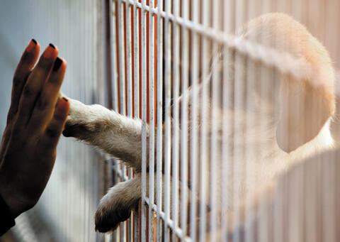 Animal activists Slam Those Who Adopt Pets Then Abandon Them
