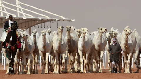 No 'Surgery' Should be Performed on Camels to Make Them 'Beautiful' 