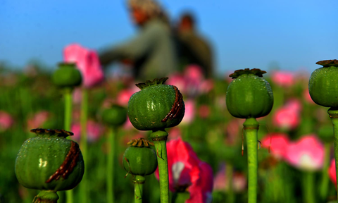 The Taliban Not Likely to Burn The Poppy Fields 