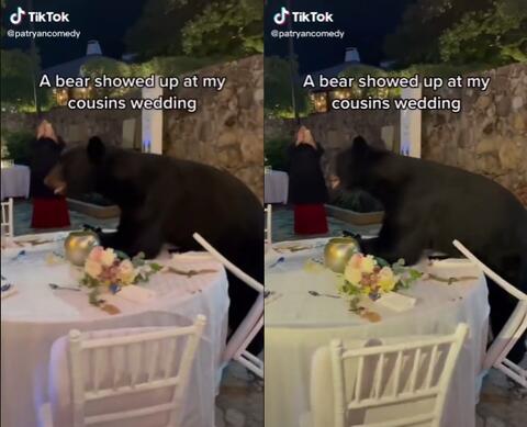 Video: Bear Attends Wedding Reception in Mexico