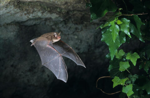 Study: Covid-19 is Not Related to The Bat Cave