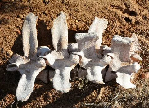 What is it? Skeleton of Mysterious Animal Species Unearthed in Turkey
