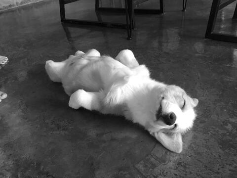 Chinese Officials in Hazmat Suits Beat Woman's Dog to Death