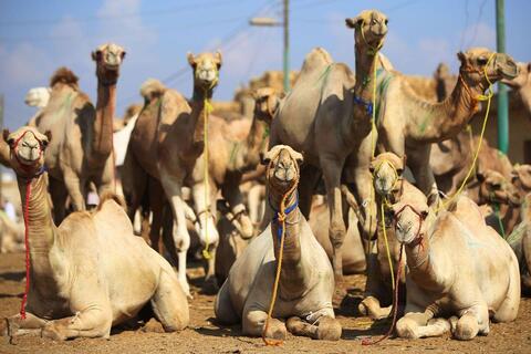 A Saudi Deal: Camels Rented Out at a Tag Price of $5.3 Million For Just 48 Hours 