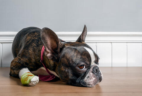 Indiana Cop Blasted For Attacking Hero Boston Terrier Dog
