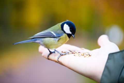Protecting migratory birds from power lines  
