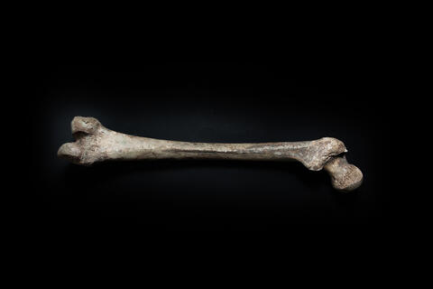 A Very Old Human Bone Discovered Along The River Thames