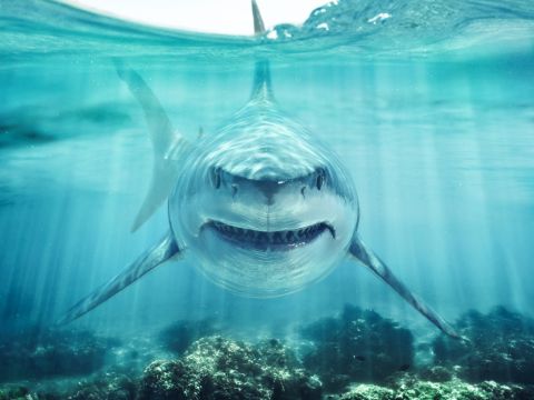 TikToker Miraculously Escapes Shark's Teeth