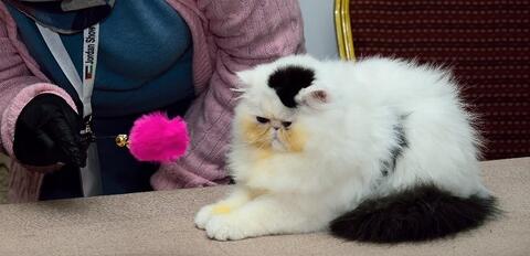Cat Beauty Contest in Amman Held to Brighten up Our Drab Lives 