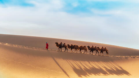 Giant Mongolian Camel's Fossilized Bones Found in Asia
