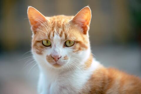 Missing Cat is Reunited With Owner After 5 Years
