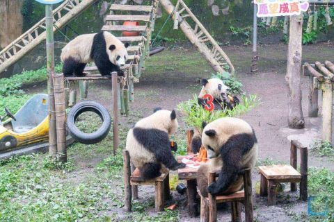 Viral - A Panda Birthday Party! Parents Decide to Copy The Chinese 