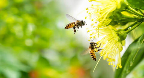 Why Classify Bees Under Fish Category?