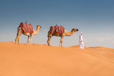 UAE to Fine Cattle Herders Per Day If Animals Go Astray